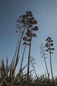 agave cultivar, agave, green subject, blue background agave cultivar, agave, green subject, blue background
