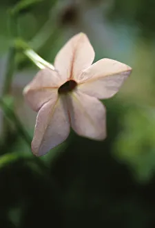 Annual Flowering season Summer Perfume Cottage garden plant Annual Flowering season Summer Perfume Cottage garden plant
