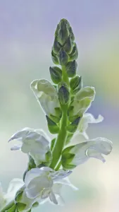 antirrhinum majus cultivar, snapdragon, white subject antirrhinum majus cultivar, snapdragon, white subject