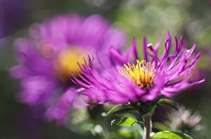 Aster Aster Novi-Belgii Royal ruby Purple Perennial Aster Aster Novi-Belgii Royal ruby Purple Perennial