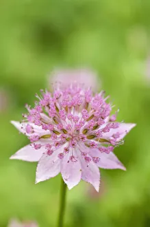 Wild Turkey Gallery: Astrantia Masterwort Astrantia maxima Pink Perennial