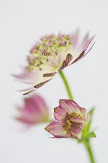 Wild Turkey Gallery: astrantia maxima, astrantia, masterwort