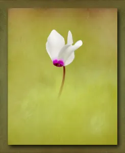Alone Beauty in Nature Bloom Botany Bulb Colour Alone Beauty in Nature Bloom Botany Bulb Colour