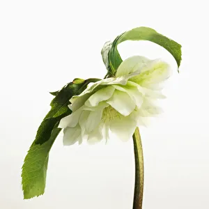Alone Beauty in Nature Bloom Botany cut out Flowering Alone Beauty in Nature Bloom Botany cut out Flowering