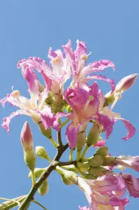 A few Beauty in Nature Blue Botany Ceiba speciosa A few Beauty in Nature Blue Botany Ceiba speciosa