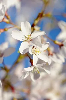 Beauty in Nature Botany Broadleaf Cherry Colour Beauty in Nature Botany Broadleaf Cherry Colour