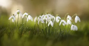 Beauty in Nature Botany Bulb Cold Cottage garden plant Beauty in Nature Botany Bulb Cold Cottage garden plant