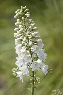 Images Dated 28th August 2014: Beauty in Nature Botany Consolida regalis White Spire