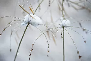 Images Dated 28th August 2014: Beauty in Nature Botany Dainty Fine Fragile Grass