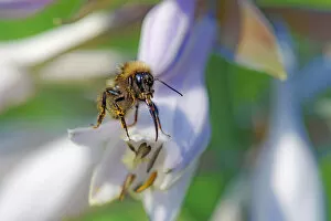 Images Dated 24th September 2014: Bee on Hosta Flowers