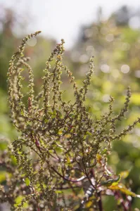 Beetroot, Beta vulgaris Dewings Early in flower. Green flower spikes on dark red Beetroot, Beta vulgaris Dewings Early in flower. Green flower spikes on dark red