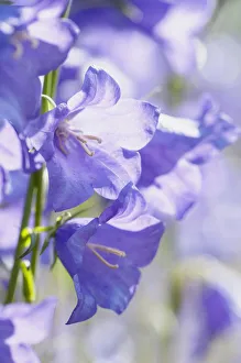 Bellflower, Campanula persicifolia, Close view of backlit blue flowers of the Bellflower, Campanula persicifolia, Close view of backlit blue flowers of the