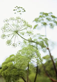 Biennial Perennial Flowering season Summer Cottage garden plant Biennial Perennial Flowering season Summer Cottage garden plant