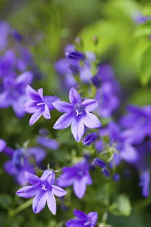 Blue bellflowers, Campanula carpatica, Purple coloured flowers growing outdoor Blue bellflowers, Campanula carpatica, Purple coloured flowers growing outdoor