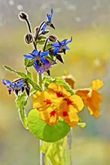 Borage Borago officinalis Blue Annual Flowering season Summer Borage Borago officinalis Blue Annual Flowering season Summer