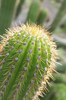 Cactus, Torch cactus, Echinopsis, Echinopsis spachiana Cactus, Torch cactus, Echinopsis, Echinopsis spachiana