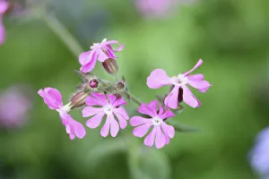 Campion, Red Campion, Silene dioica, Open flower heads against a light green background Campion, Red Campion, Silene dioica, Open flower heads against a light green background