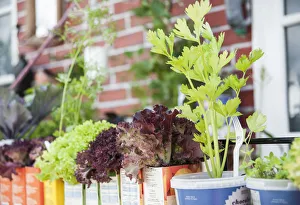 Celery, Apium graveolens Celery, Apium graveolens