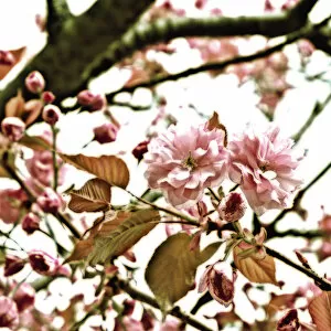 Images Dated 25th April 2013: Cherry, Prunus