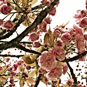 Images Dated 25th April 2013: Cherry, Prunus