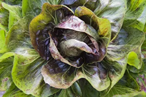 Chicory, Cichorium intybus Variegata di Choggia, Overhead view of Italian chicory Chicory, Cichorium intybus Variegata di Choggia, Overhead view of Italian chicory