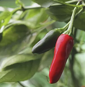 Images Dated 25th April 2013: Chilli peppers, Capsicum annuum