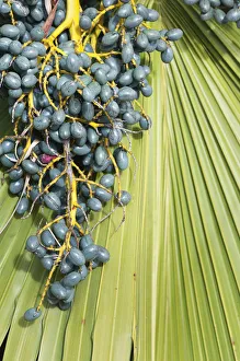 Chinese fan palm Livistona chinensis Green Evergreen Chinese fan palm Livistona chinensis Green Evergreen