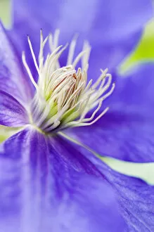Images Dated 31st January 2014: Clematis, Clematis Ascotiensis