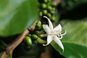 Evergreen Collection: Coffee, Coffea arabica