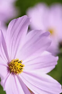 Images Dated 1st April 2015: Cosmos, Cosmos cultivar