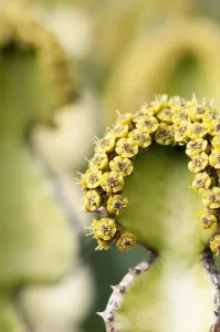 Cow horn, Euphorbia grandicornis Cow horn, Euphorbia grandicornis