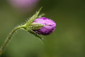 Cranesbill, Geranium endressi. Close view of single, closed flower with water droplets Cranesbill, Geranium endressi. Close view of single, closed flower with water droplets