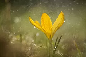 Images Dated 9th January 2014: Crocus, yellow flower during rain showe
