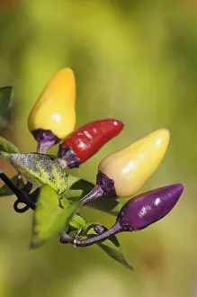 Cucumber, wild, Cucumis, Cucumis africanus Cucumber, wild, Cucumis, Cucumis africanus
