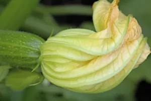 cucurbita pepo, courgette, green subject, green background cucurbita pepo, courgette, green subject, green background