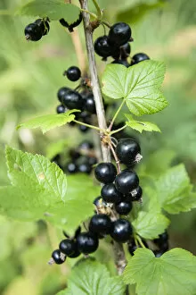 Currant, Blackcurrant, Ribes nigrum, Ripe fruit on a bush