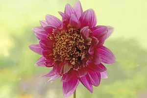 dahlia cultivar, dahlia, collarette dahlia, pink subject dahlia cultivar, dahlia, collarette dahlia, pink subject