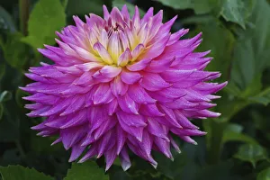 dahlia pink jupiter, dahlia, pink subject, green background dahlia pink jupiter, dahlia, pink subject, green background