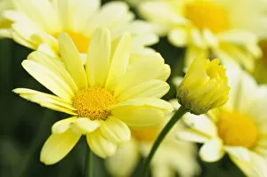 Images Dated 1st April 2015: Daisy, Marguerite daisy, Argyranthemum, Argyranthemum frutescens Cornish gold