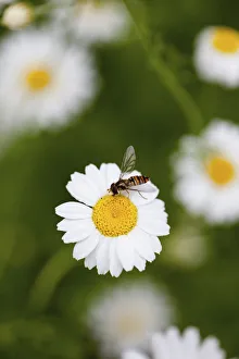 Daisy, Ox-eye daisy, Leucanthemum vulgarem, Wild white coloured flower growing outdoor with insect Daisy, Ox-eye daisy, Leucanthemum vulgarem, Wild white coloured flower growing outdoor with insect