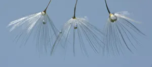 Dandelion clock, Taraxacum, Taraxacum officinale Dandelion clock, Taraxacum, Taraxacum officinale