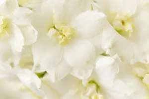 delphinium kennington classic, delphinium, white subject delphinium kennington classic, delphinium, white subject