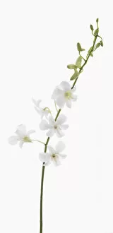 Images Dated 8th August 2012: dendrobium living dreams white, orchid