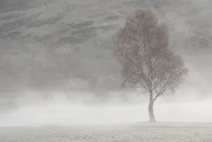 Tree Tree