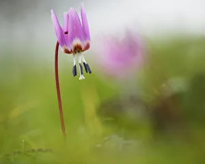 Dogs Tooth Violet Print - Erythronium dens-canis Old Aberdeen