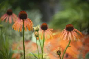 Echinacea, Purple coneflower, Echinacea cultivar Echinacea, Purple coneflower, Echinacea cultivar