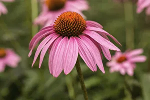Echinacea, Purple coneflower, Echinacea purpurea Echinacea, Purple coneflower, Echinacea purpurea
