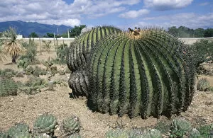 Small Group Collection: echinocactus platyacanthus, cactus, barrel cactus