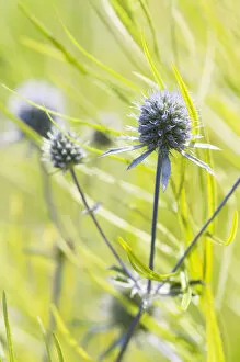 Images Dated 29th August 2014: echinops