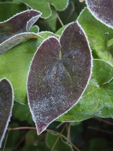 Epimedium, Epimedium x versicolor Sulphureum, Winter frosted foliage with a dark heart Epimedium, Epimedium x versicolor Sulphureum, Winter frosted foliage with a dark heart